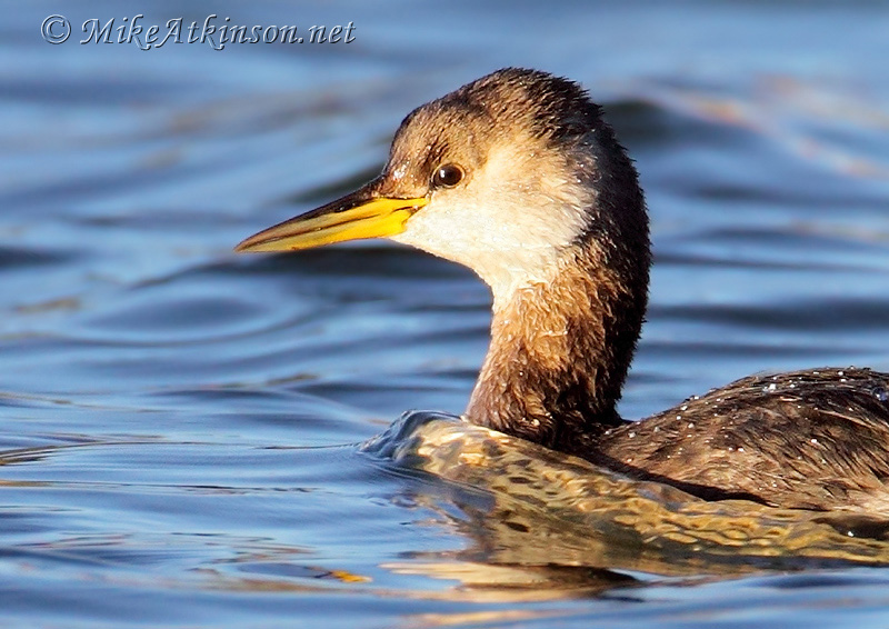 Red-necked Grebe