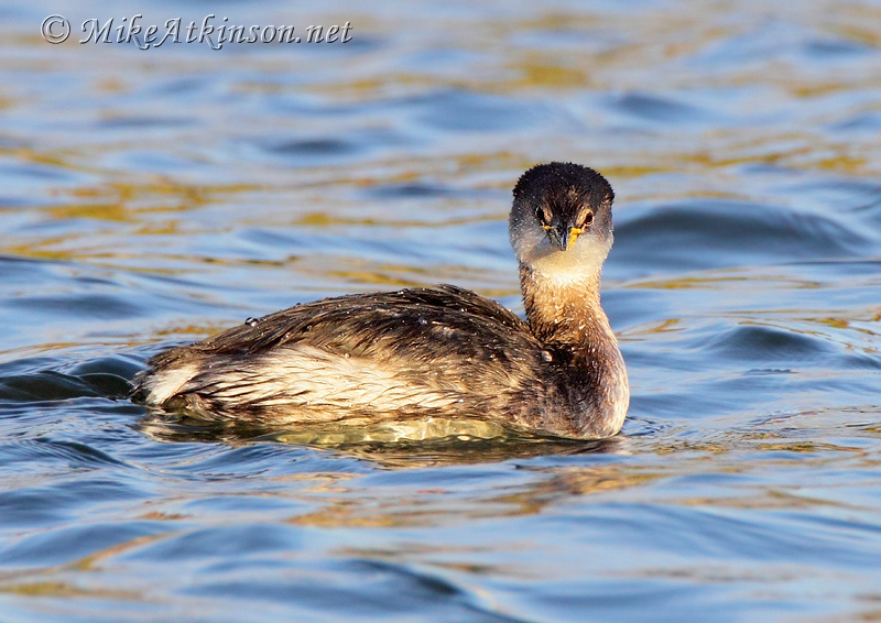 Red-necked Grebe