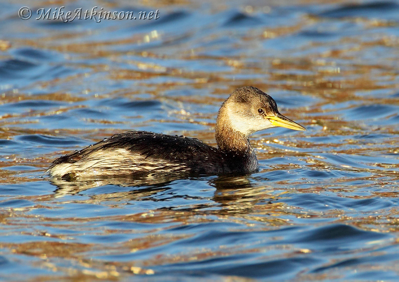 Red-necked Grebe