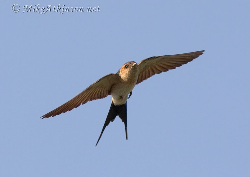 Red-rumped Swallow