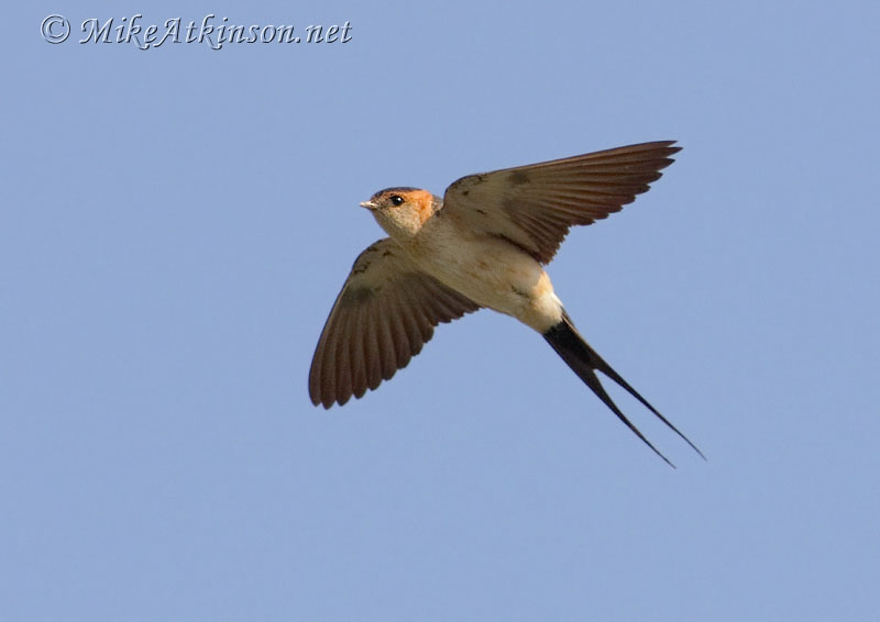 Red-rumped Swallow