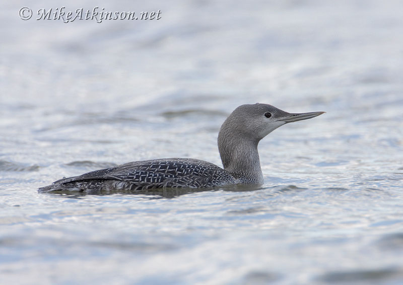 Red-throated Diver
