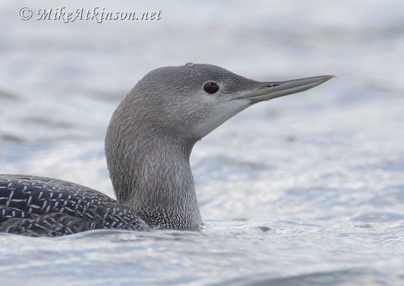 Red-throated Diver