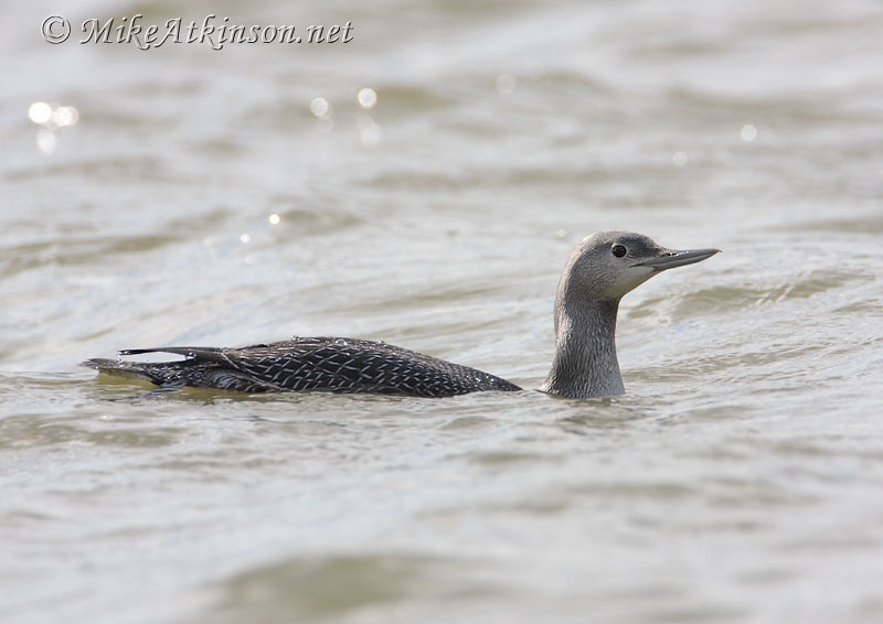 Red-throated Diver