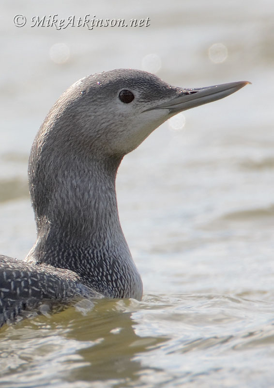 Red-throated Diver