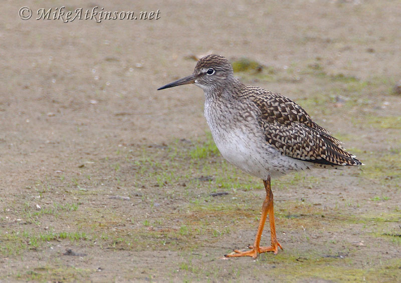 Redshank