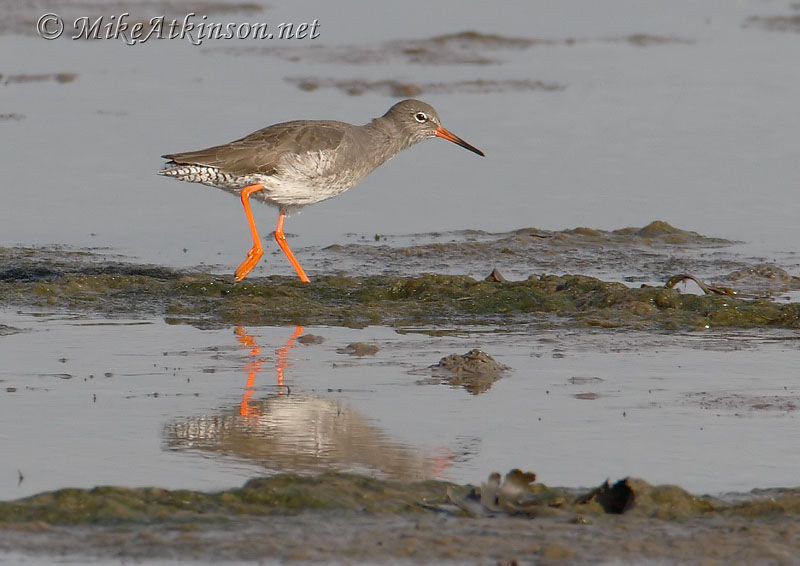 Redshank