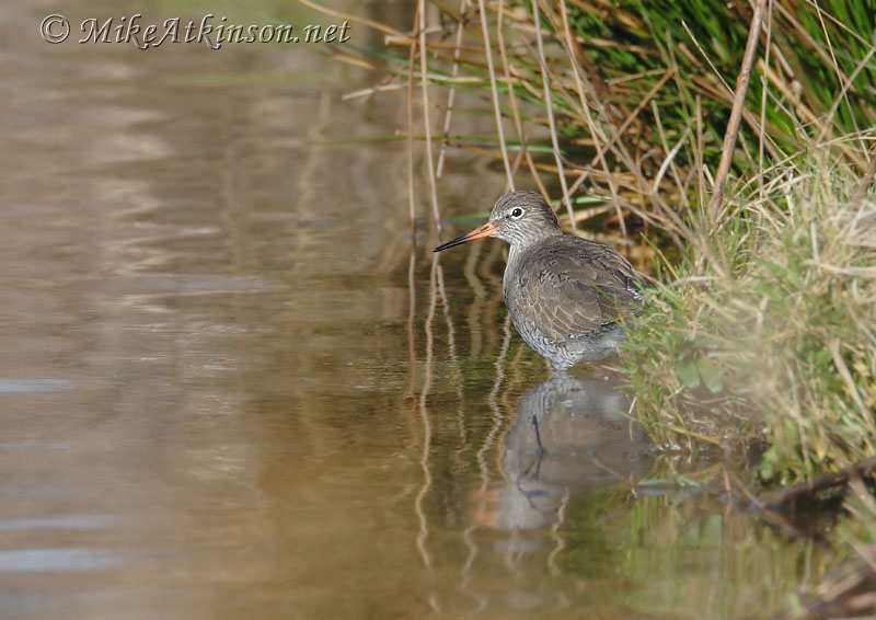 Redshank
