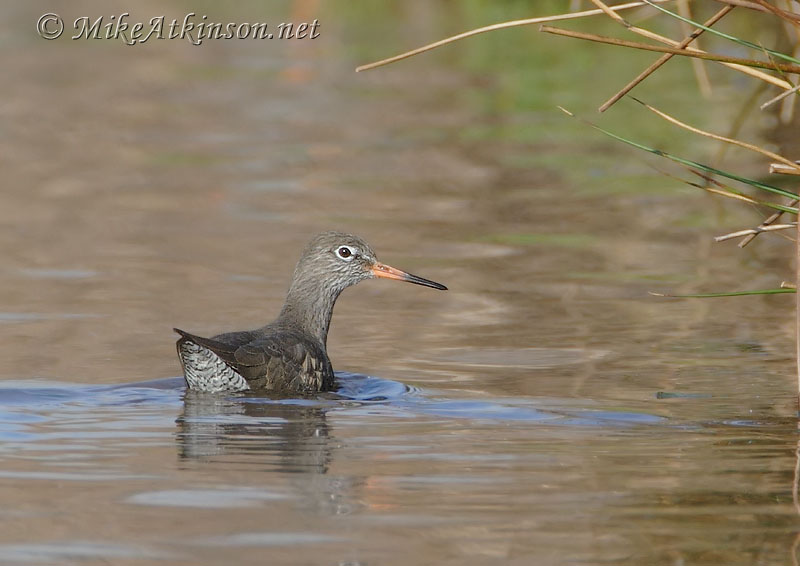 Redshank