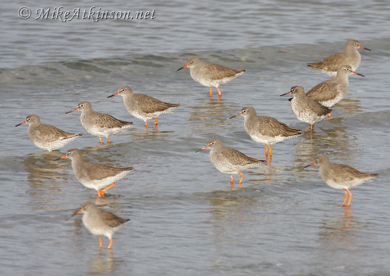 Redshank