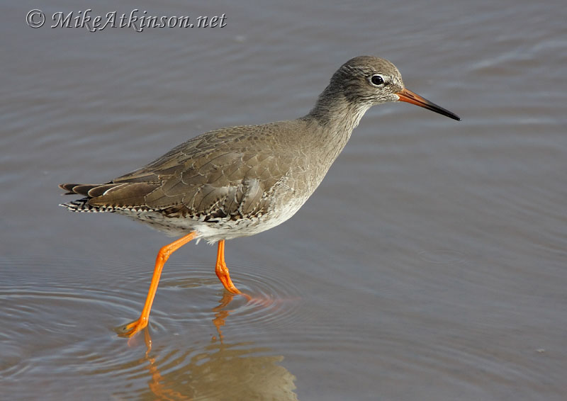 Redshank