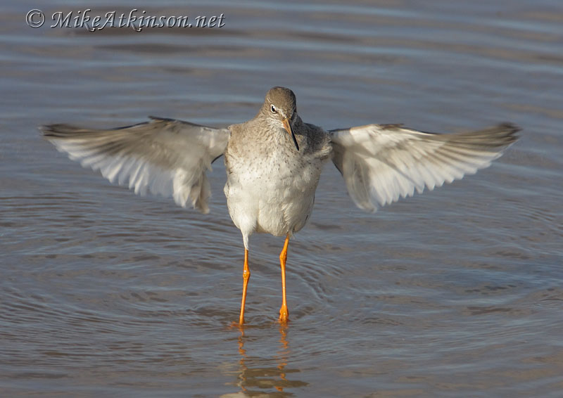 Redshank