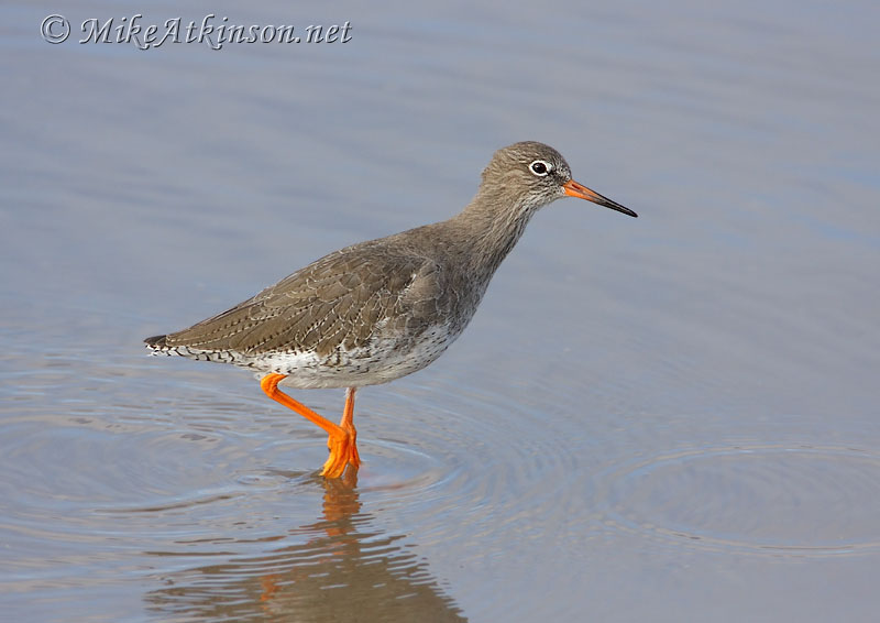 Redshank