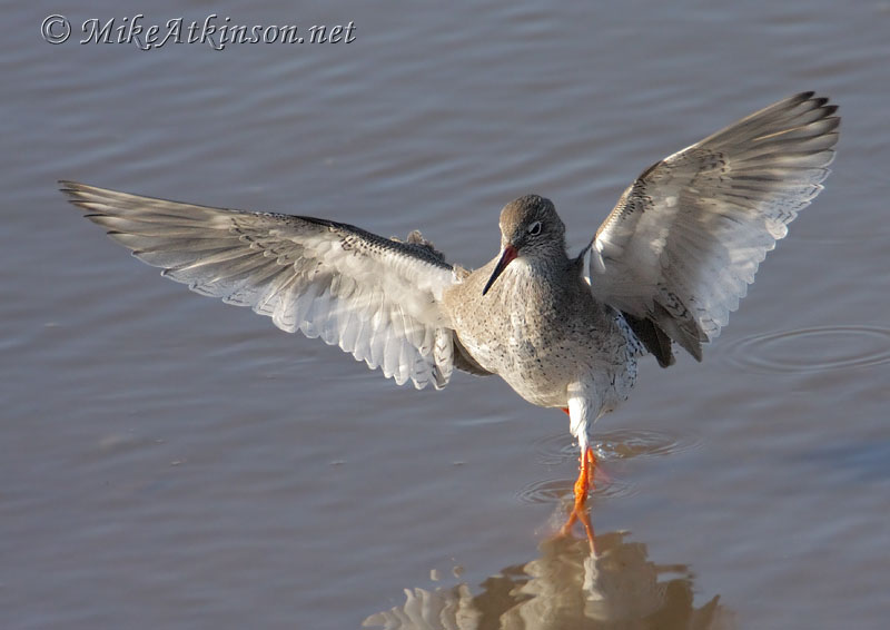 Redshank