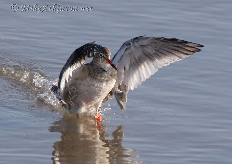 Redshank