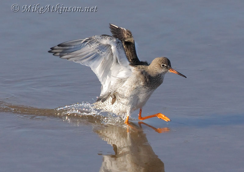 Redshank