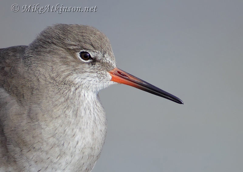Redshank