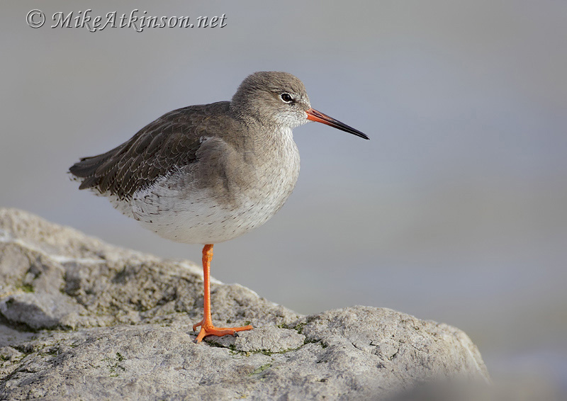 Redshank