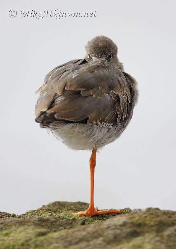 Redshank