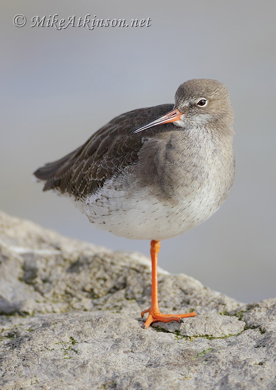 Redshank
