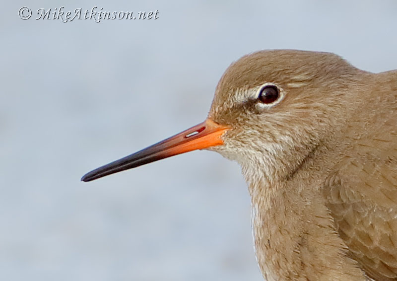 Redshank