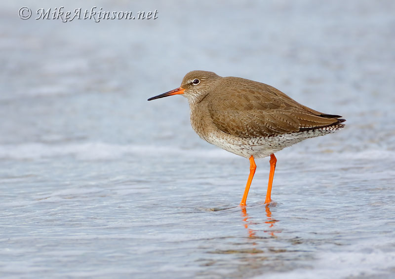 Redshank