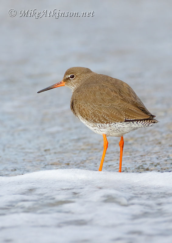 Redshank