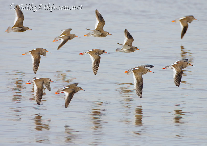 Redshank