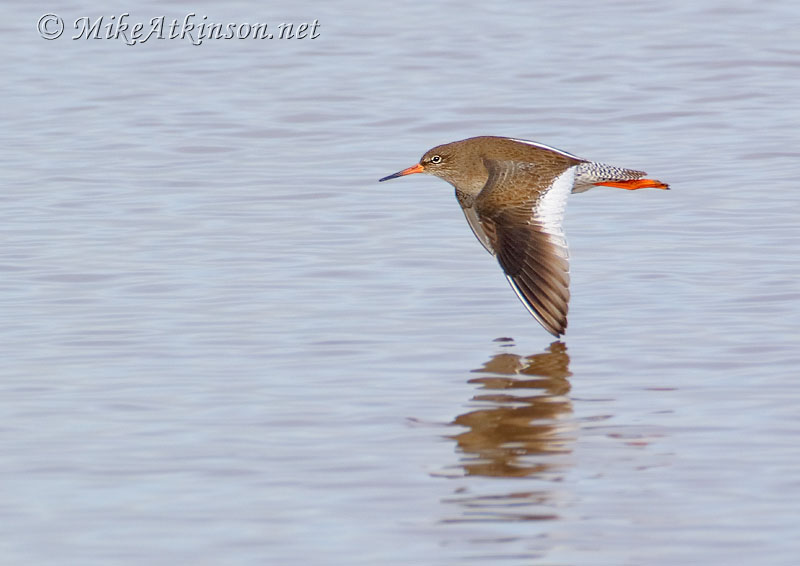 Redshank