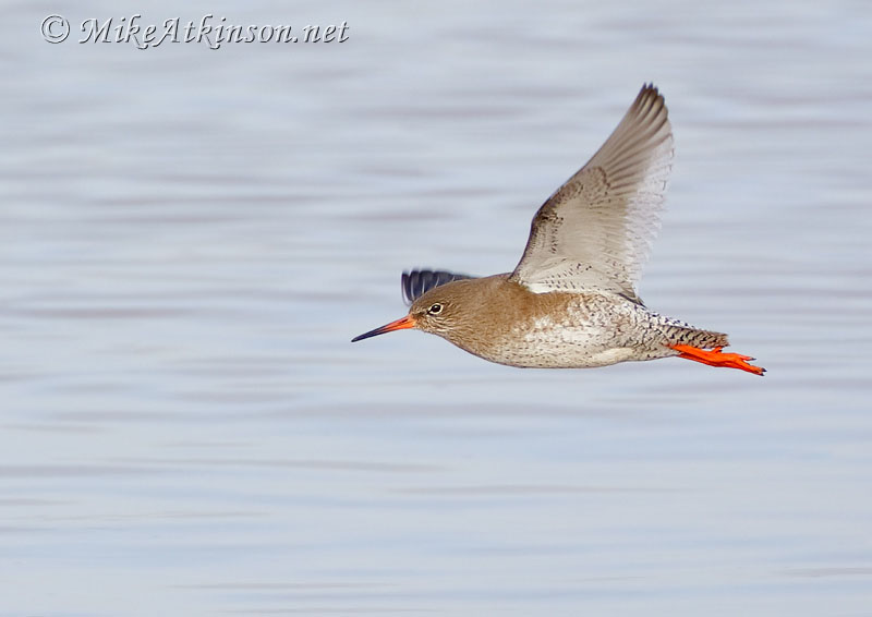 Redshank