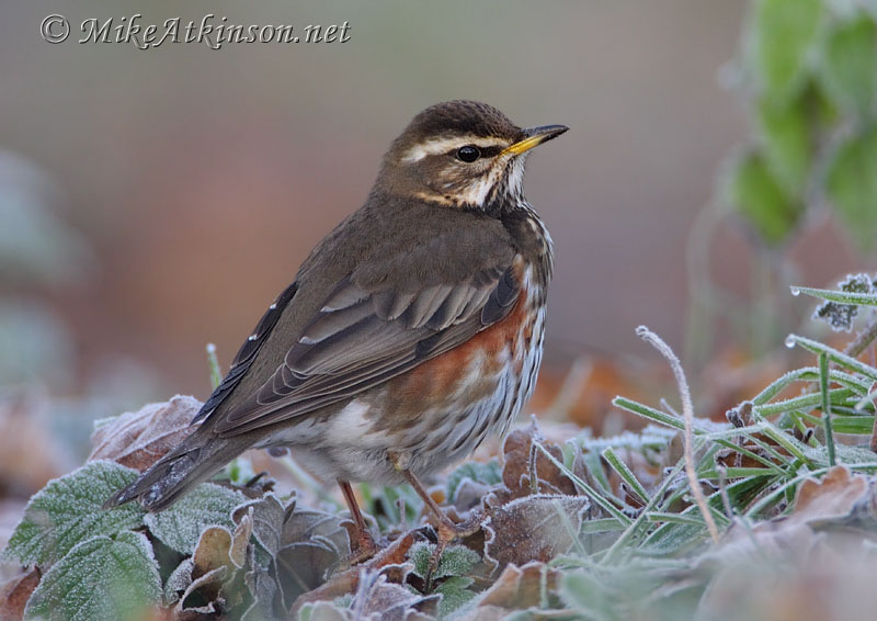 Redwing