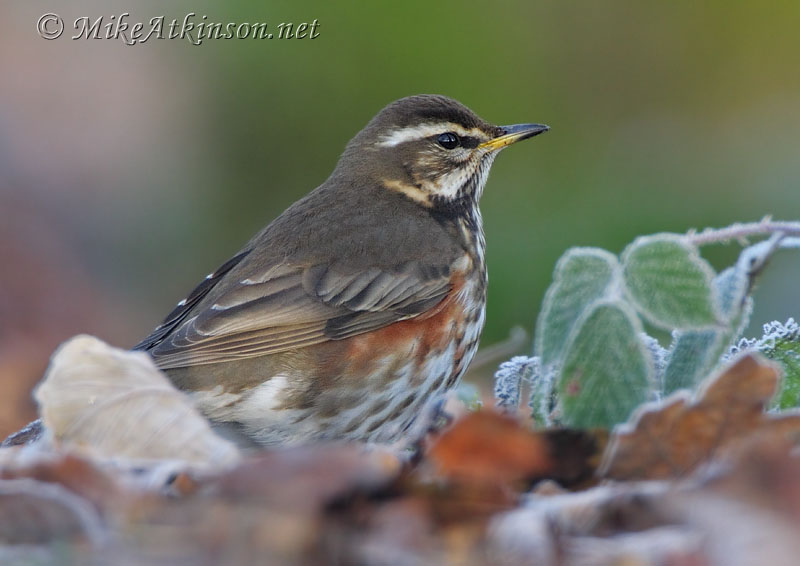 Redwing