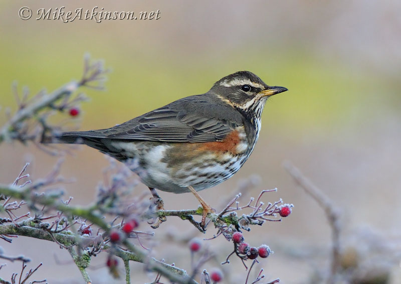 Redwing