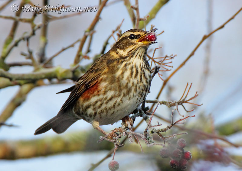 Redwing
