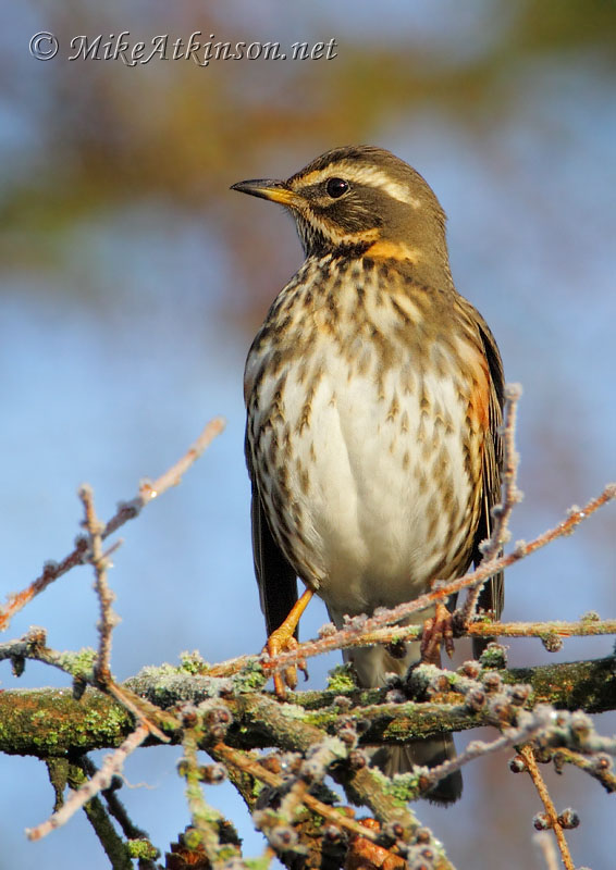 Redwing