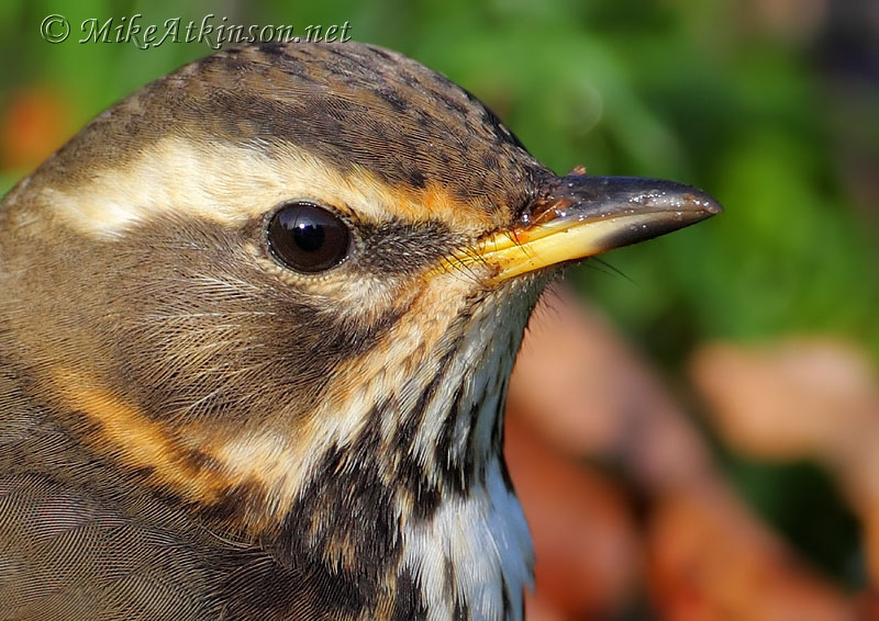 Redwing