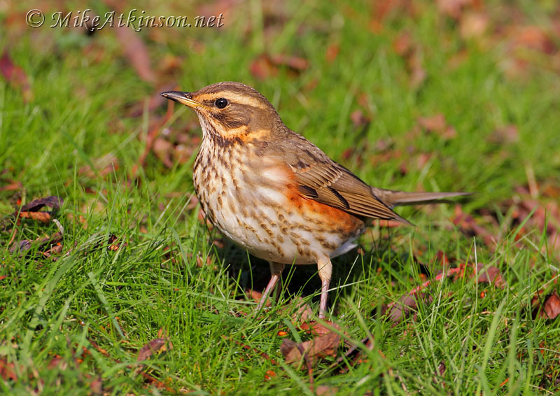 Redwing