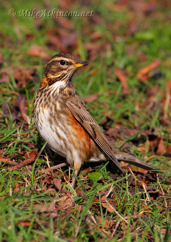 Redwing