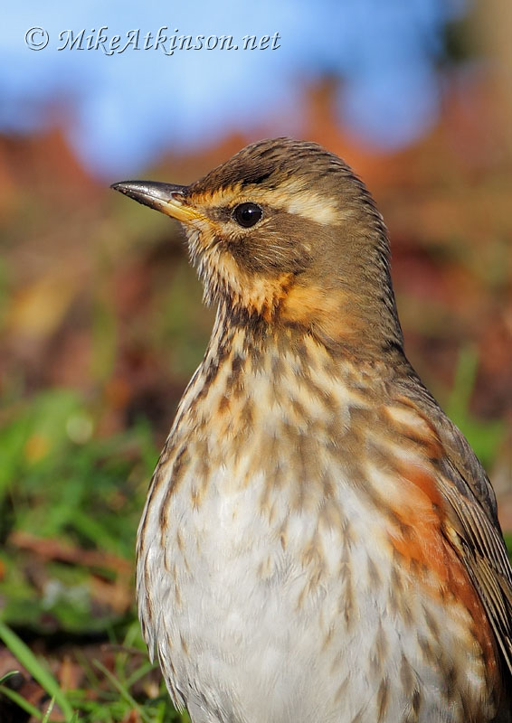 Redwing