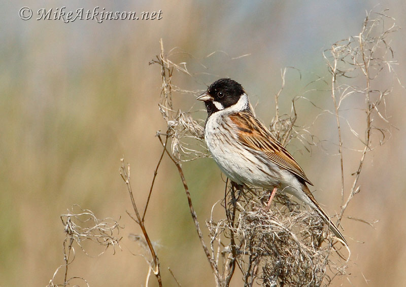 Reed Bunting
