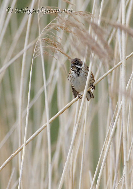 Reed Bunting