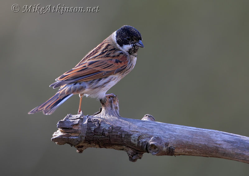 Reed Bunting