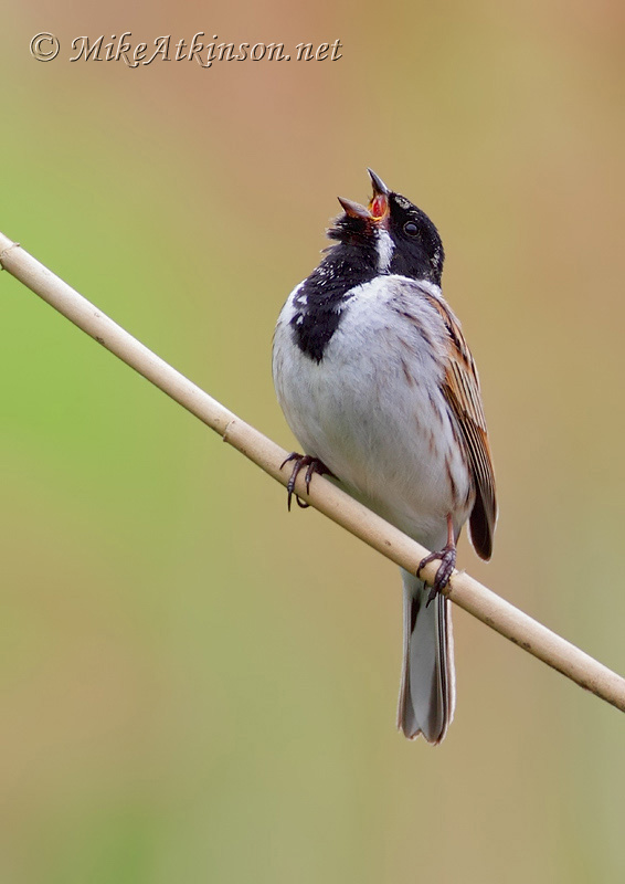 Reed Bunting
