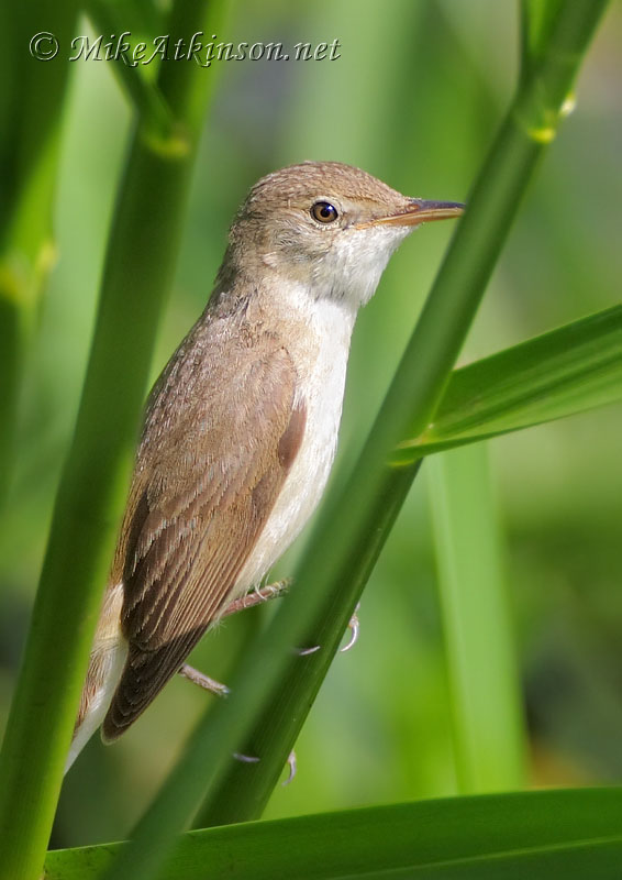 Reed Warbler