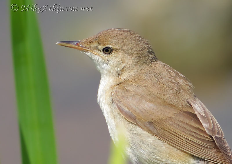 Reed Warbler