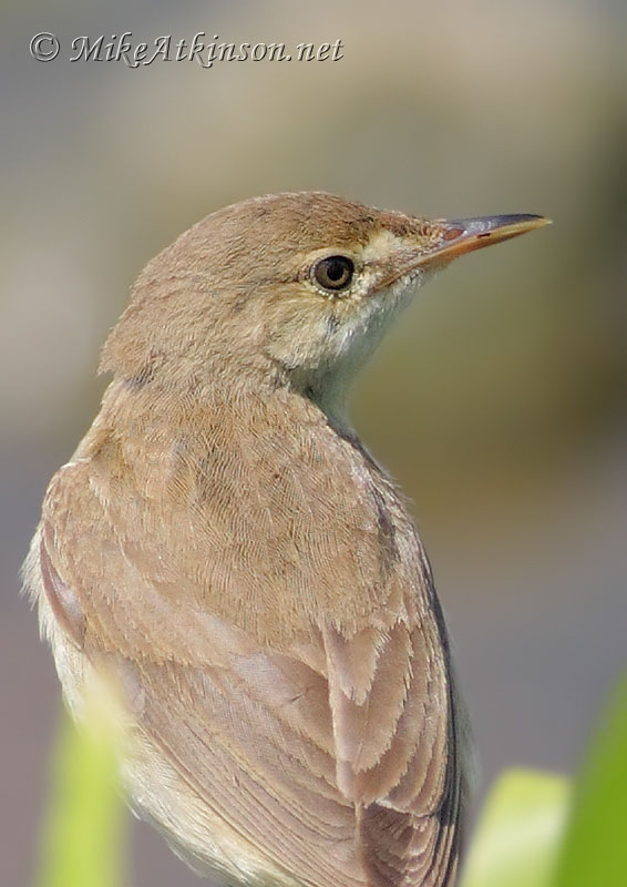 Reed Warbler