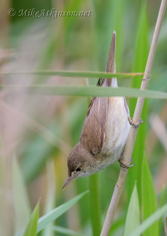 Reed Warbler