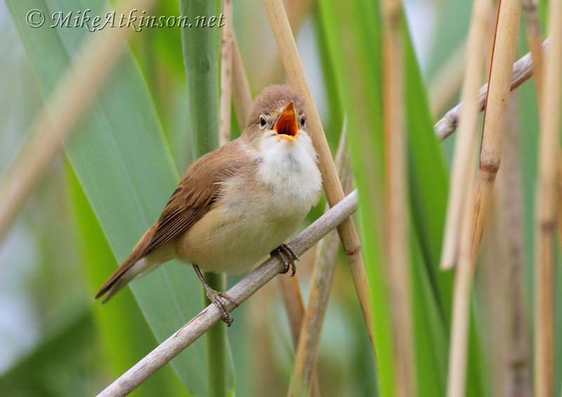 Reed Warbler