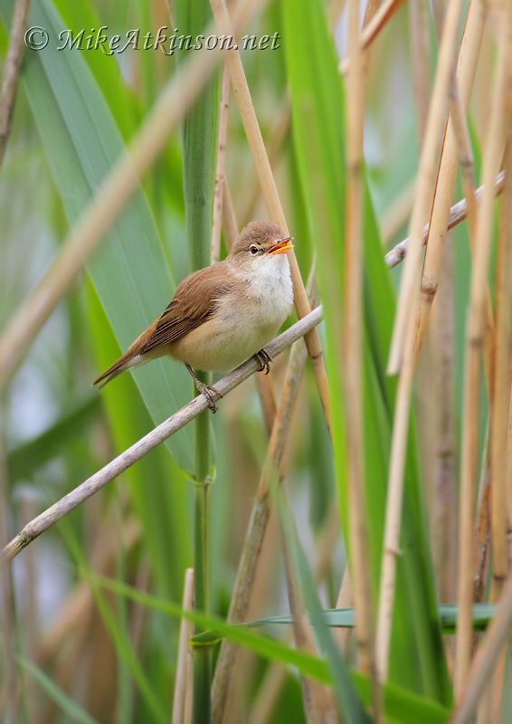 Reed Warbler