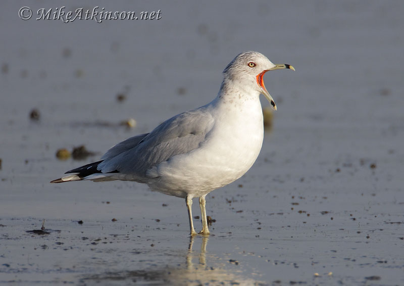 Ring-billed Gull